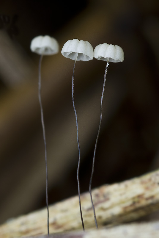 Marasmius limosus